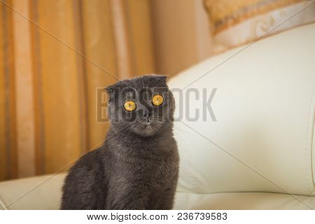 Funny Gray Scottishfold Cat Sitting On Sofa And Looking Up - Domestic Pets Concept.
