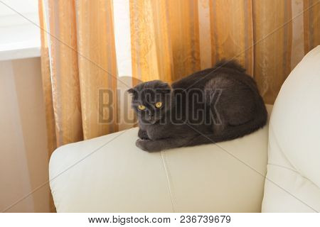Funny Gray Scottishfold Cat Sitting On Sofa And Looking Up - Domestic Pets Concept.