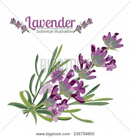 Lavender Flower On White Background. Colorful Vintage Vector Illustration, Watercolor Style France P