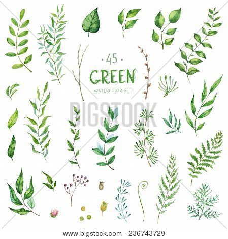 Set Of Watercolor Elements - Herbs And Leaf. Collection Garden, Wild Foliage, Flowers And Branches. 