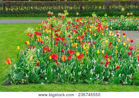 Tulips, Amarylis And Bluebells Flowers Border With Green Lane, Keukenhof, Netherlands