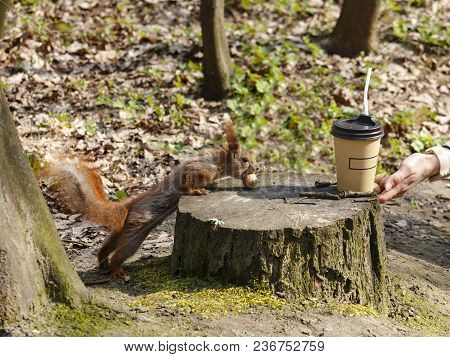 Red Squirrel On A Tree Stump With Nuts