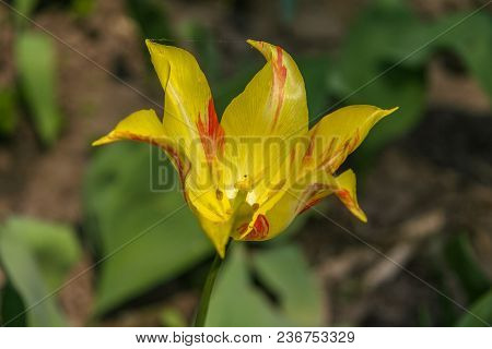 A Blossoming Tulip Flower