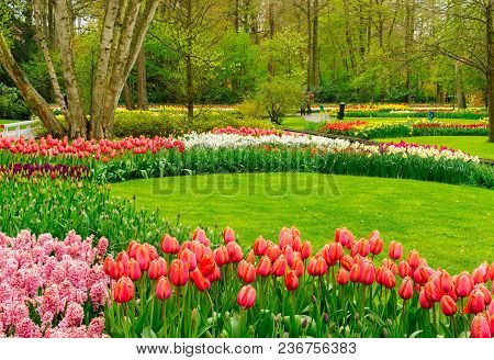 Colourful Hyacinth, Greean Lawns, Tulips Flowerbeds And Trees In An Spring Formal Garden