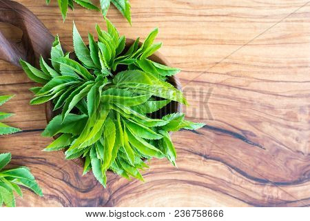 Young Ground Elder Leaves On A Wooden Spoon With Copy Space
