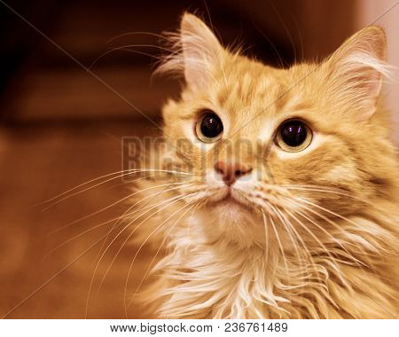 Fluffy Ginger Cat Close-up. Red Domestic Kitten. Horizontal Orientation.