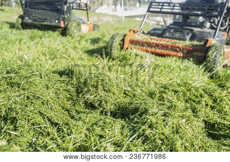 Heap Of Green Grass New-mown With Two Lawn Mowers Behind. Focus On Grass