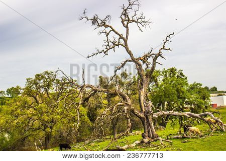 Old Twisted Dead Oak Tree On Hillside With Grazing Cattle