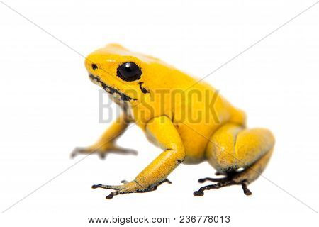 The Golden Poison Frog, Phyllobates Terribilis, On White, On White Background.