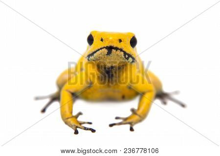 The Golden Poison Frog, Phyllobates Terribilis, On White, On White Background.