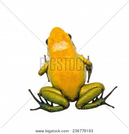 Black-legged Poison Frog, Phyllobates Bicolor, On White, On White Background.