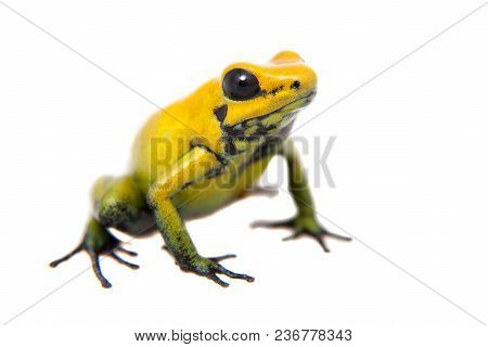 Black-legged Poison Frog, Phyllobates Bicolor, On White, On White Background.