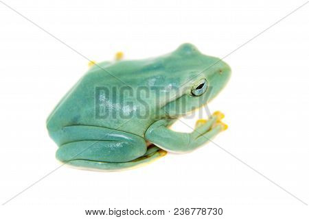 Giant Feae Flying Tree Frog, Rhacophorus Feae, Isolated On White Background