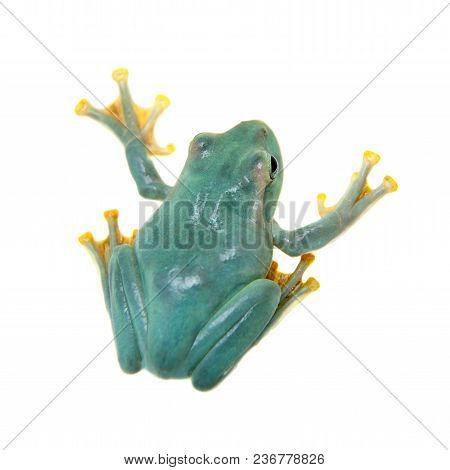 Giant Feae Flying Tree Frog, Rhacophorus Feae, Isolated On White Background