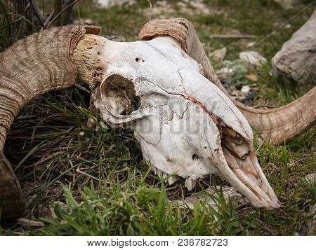 Skull Of A Sheep With Horns Lying On The Ground