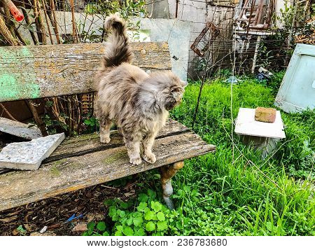 Grey And Whitel Cat Standing In The Wooden Bench In The Village Garden.