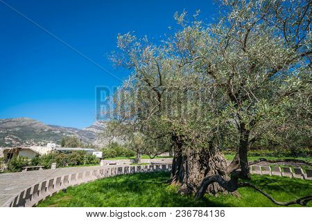 The Oldest Olive Tree In The Old Bar And Also Europe, More Than 2000 Years Old, Montenegro