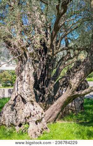 The Oldest Olive Tree In The Old Bar And Also Europe, More Than 2000 Years Old, Montenegro