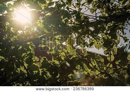 Branch With Leaves And Sun Rays At Sunset In Tielt. Charming And Quiet Village In The Countryside, N