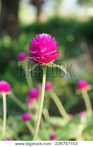 Close Up Gomphrena Globosa Flower In Nature Garden