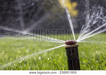 Automatic Sprinkler System Watering The Lawn On A Background Of Green Grass, Close-up