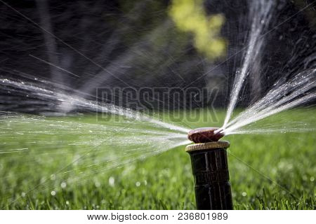 Automatic Sprinkler System Watering The Lawn On A Background Of Green Grass, Close-up