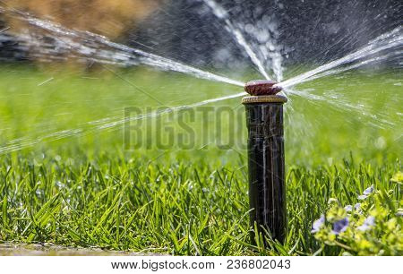 Automatic Sprinkler System Watering The Lawn On A Background Of Green Grass, Close-up