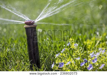 Automatic Sprinkler System Watering The Lawn On A Background Of Green Grass, Close-up