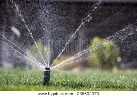 Automatic Sprinkler System Watering The Lawn On A Background Of Green Grass, Close-up