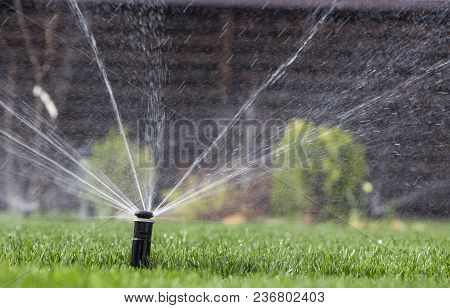 Automatic Sprinkler System Watering The Lawn On A Background Of Green Grass, Close-up