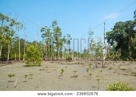 Stunning View Of Havelock Island Beach, Beautiful Tree In The Sea Water, Andaman Nicobar Islands. Dr