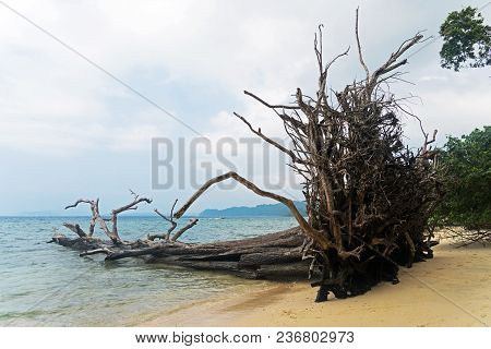 Fallen Tree Trunks And Driftwood At The Elephant Beach At Havelock Island, Andaman Nicobar Islands, 