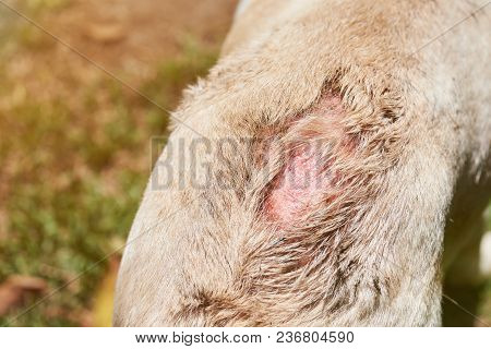 Damaged Skin On Dog Back Cllose-up View. Scratched Dog Skin