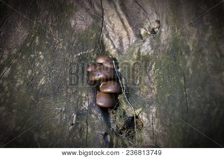 Mushrooms On A Tree In The Forest, Close Up