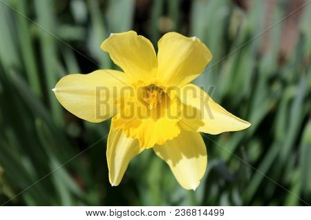 Narcissus Or Daffodil Or Daffadowndilly Bright Yellow Flower On Dark Green Leaves Background On Warm