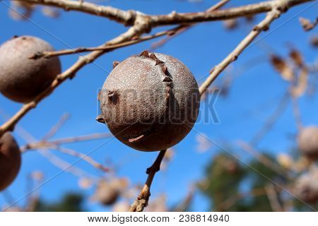 Gall Oak, Quercus Infectoria Tree, Aleppo Oak Or Manjakani Closeup On Blue Sky And Branches Backgrou
