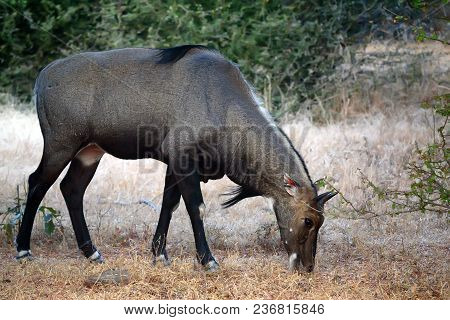 Close Up Of Male Nilgai, Largest Asian Antelope. It Is Also Known As Blue Bull Or Boselaphus Tragoca
