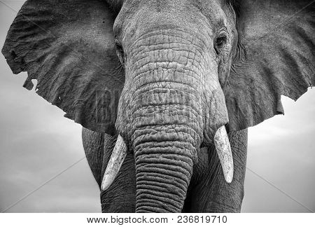 Close-up Of A Male Elephant With Tattered Ears In Monochrome