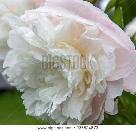Peonies Blooming In The Garden Closeup Against A Green Background, Colorful Picture, Summer Mood