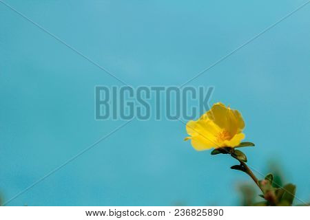 Yellow Color Of Common Purslane, Verdolaga, Pigweed, Little Hogweed Or Pusley On Blue Background In 
