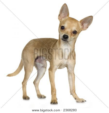 Chihuahua (9 měsíců)