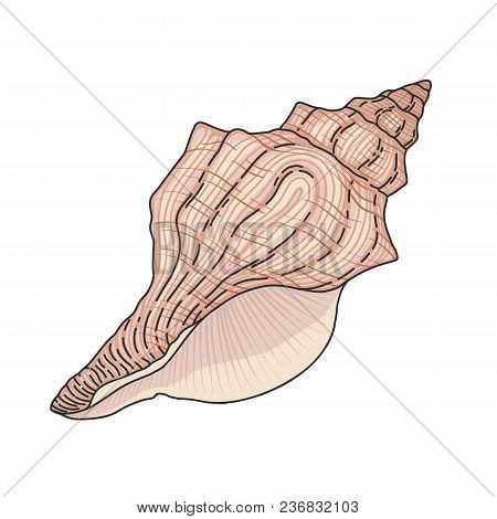 Hand Drawn Vector Cartoon Seashell Isolated On White Background