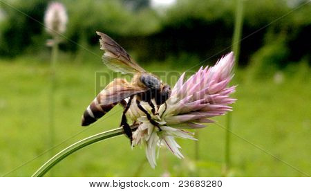 Honey bee