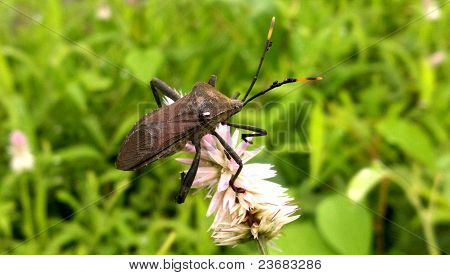 Bug