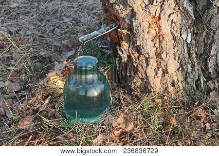 Eco Drink  The Drink That Gives Birch