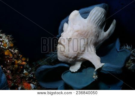 Grey Giant Frogfish Is Sitting On A Plate Sponge, Panglao, Philippines