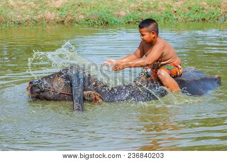 Singburi, Thailand - May 19, 2013: Cattleboy Without Shirt Bathing Buffalo In Rural Swamp In Singbur