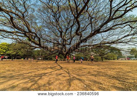 Kanchanaburi, Thailand - February 17, 2018: Giant Monkey Pod Tree, One Of The Recommended Travel Des