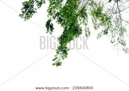 Top View Tropical Tree Leaves Branches On White Isolated Background For Green Foliage Pattern