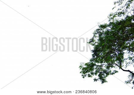 Top View Tropical Tree Leaves With Branches Growing At The Botany Park On White Isolated Background 